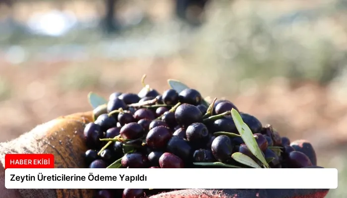 Zeytin Üreticilerine Ödeme Yapıldı