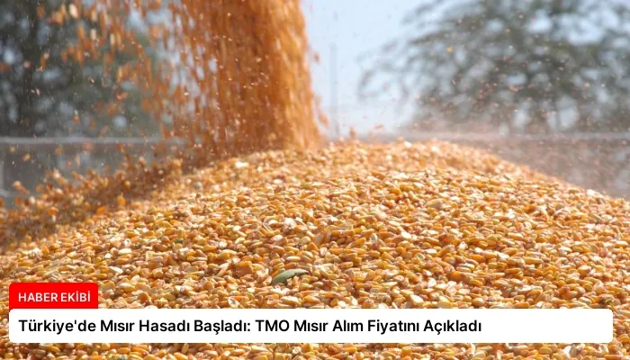 Türkiye’de Mısır Hasadı Başladı: TMO Mısır Alım Fiyatını Açıkladı