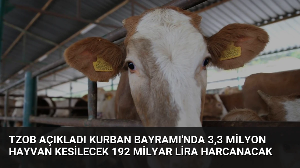 TZOB Açıkladı Kurban Bayramı’nda 3,3 Milyon Hayvan Kesilecek 192 Milyar Lira Harcanacak