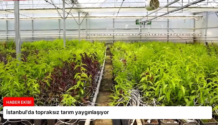 İstanbul’da topraksız tarım yaygınlaşıyor