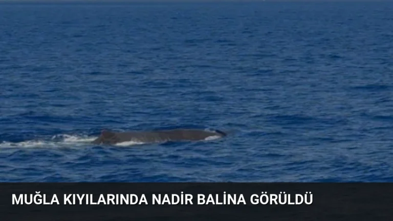 Muğla Kıyılarında Nadir Balina Görüldü