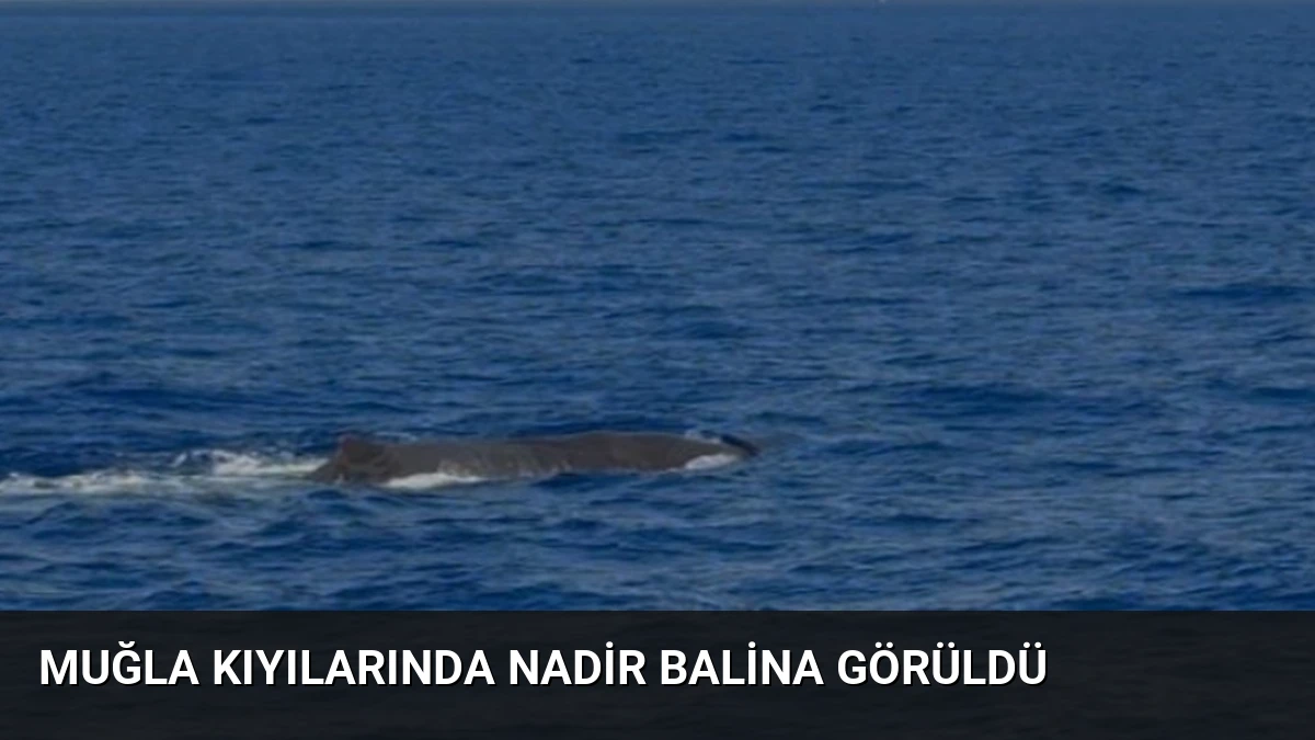 Muğla Kıyılarında Nadir Balina Görüldü