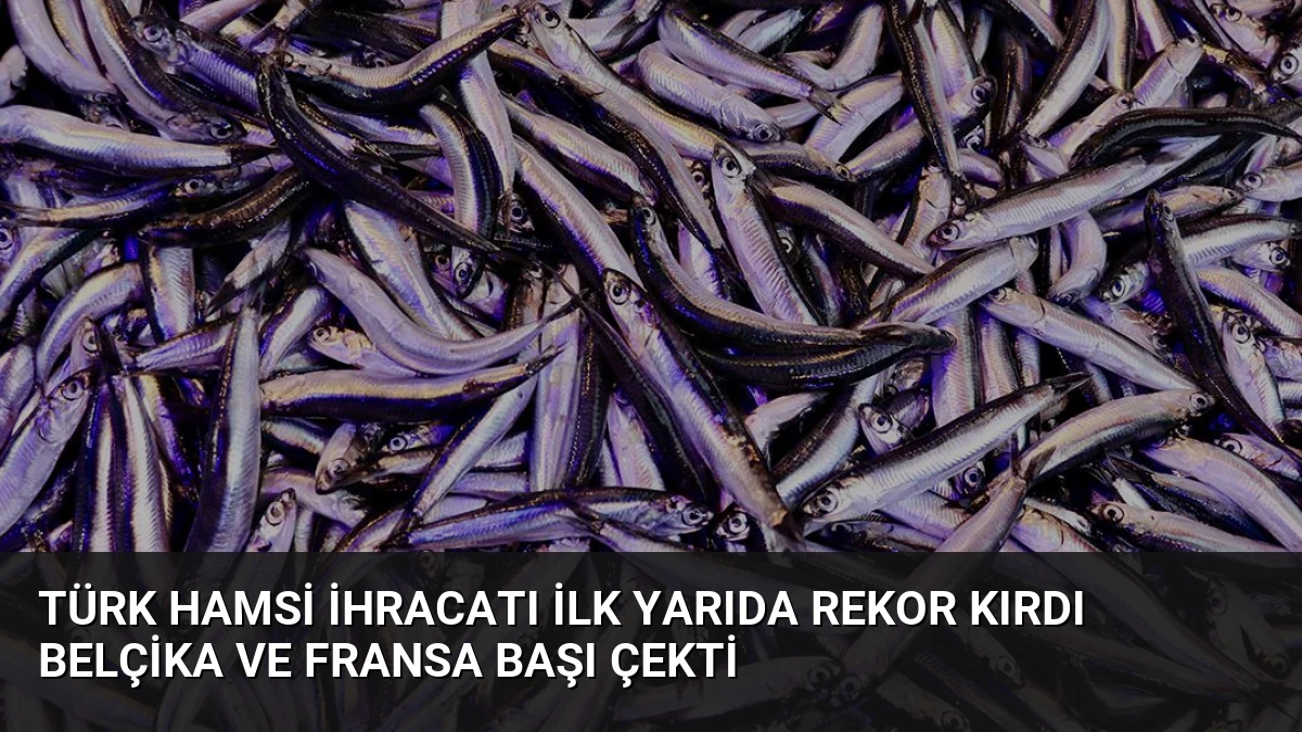 Türk Hamsi İhracatı İlk Yarıda Rekor Kırdı Belçika ve Fransa Başı Çekti