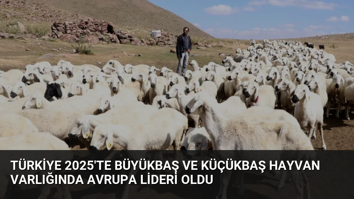 Türkiye 2025’te Büyükbaş ve Küçükbaş Hayvan Varlığında Avrupa Lideri Oldu