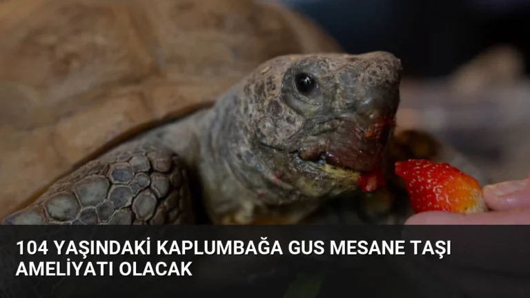 104 Yaşındaki Kaplumbağa Gus Mesane Taşı Ameliyatı Olacak