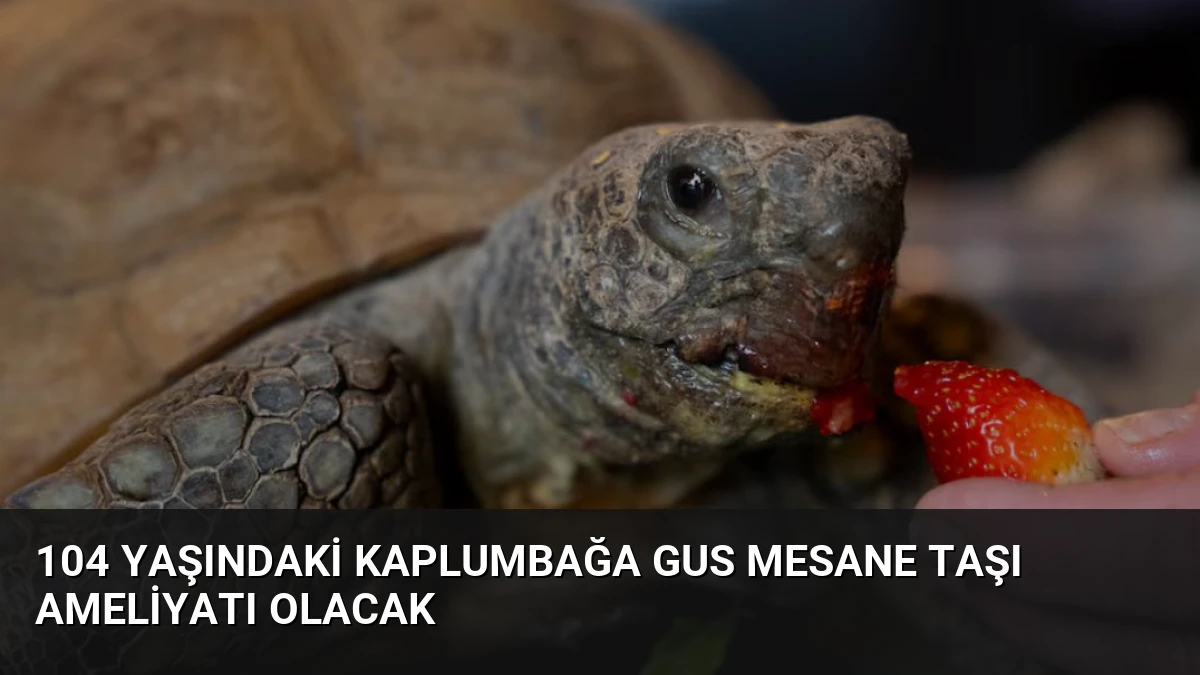 104 Yaşındaki Kaplumbağa Gus Mesane Taşı Ameliyatı Olacak