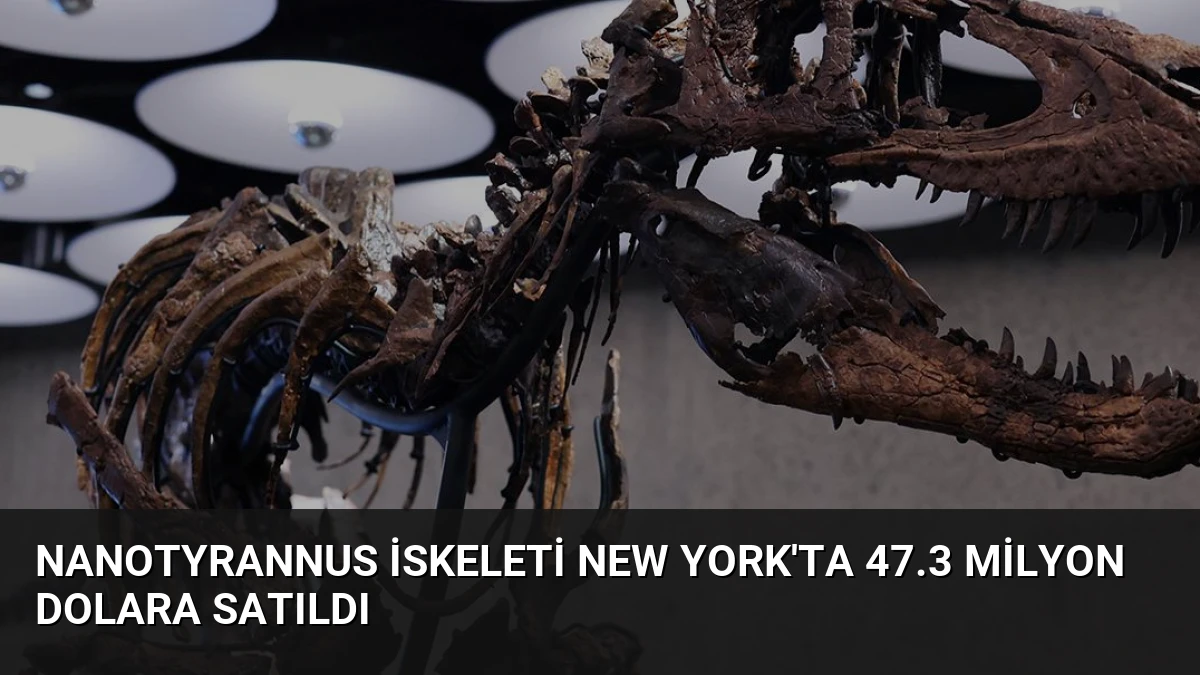 Nanotyrannus İskeleti New York’ta 47.3 Milyon Dolara Satıldı