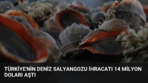 Türkiye’nin Deniz Salyangozu İhracatı 14 Milyon Doları Aştı