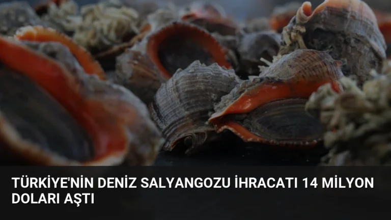 Türkiye’nin Deniz Salyangozu İhracatı 14 Milyon Doları Aştı